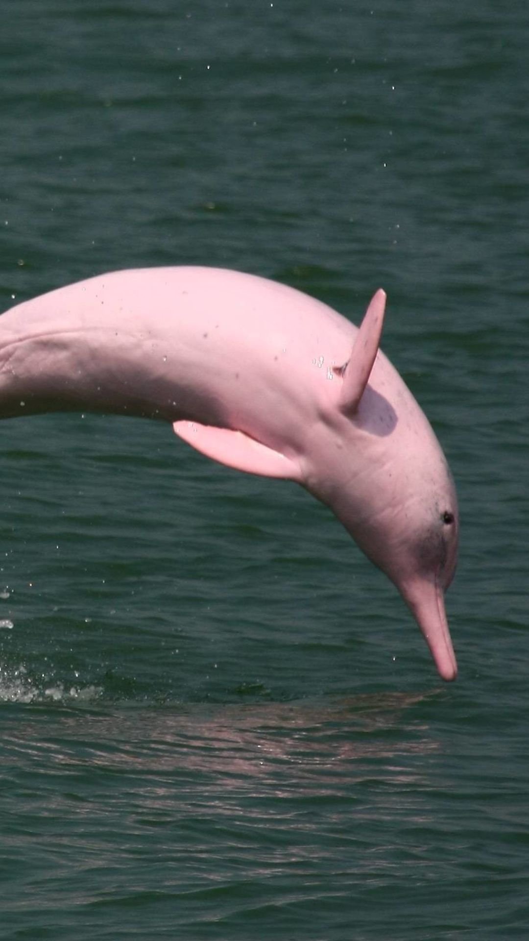 Delfín rosado en los ríos del oriente boliviano
