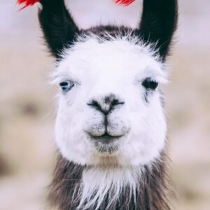 The llama route in Western Bolivia