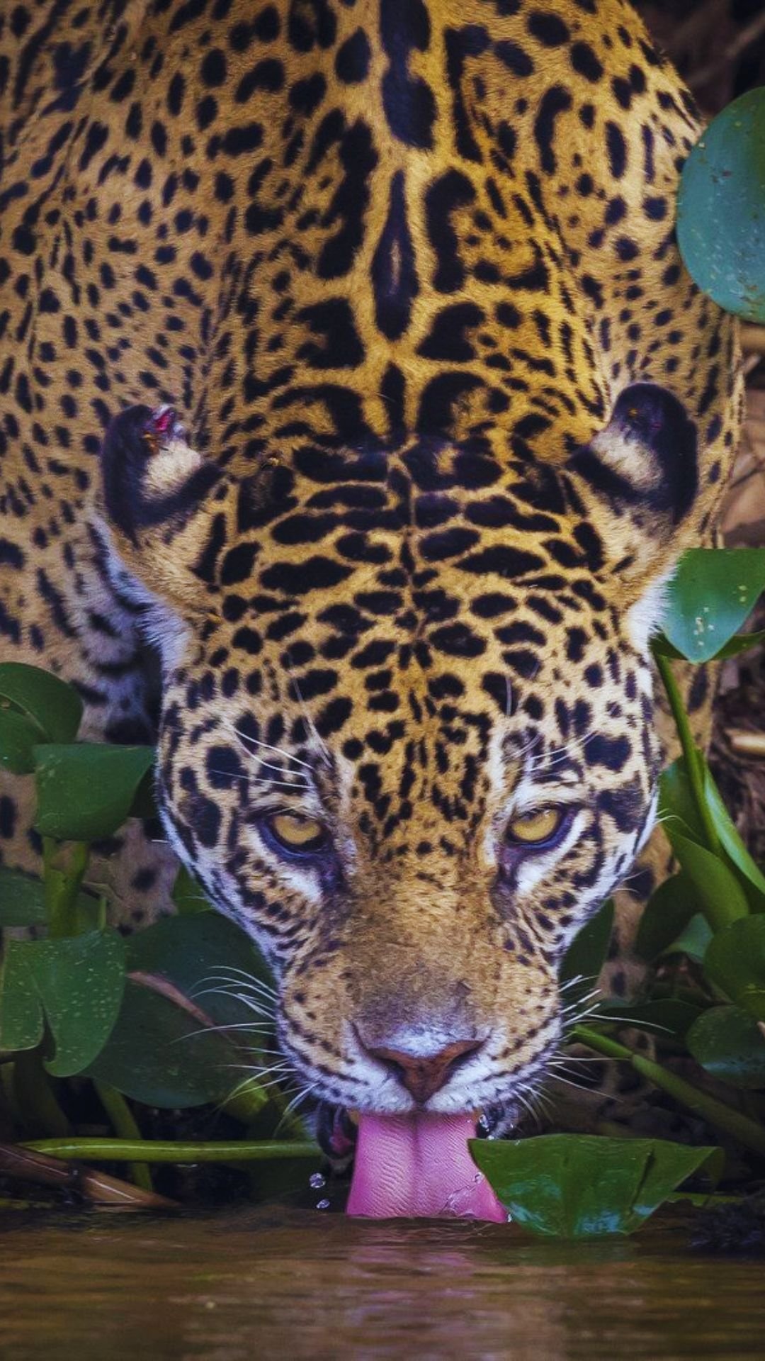 The jaguar route in eastern Bolivia