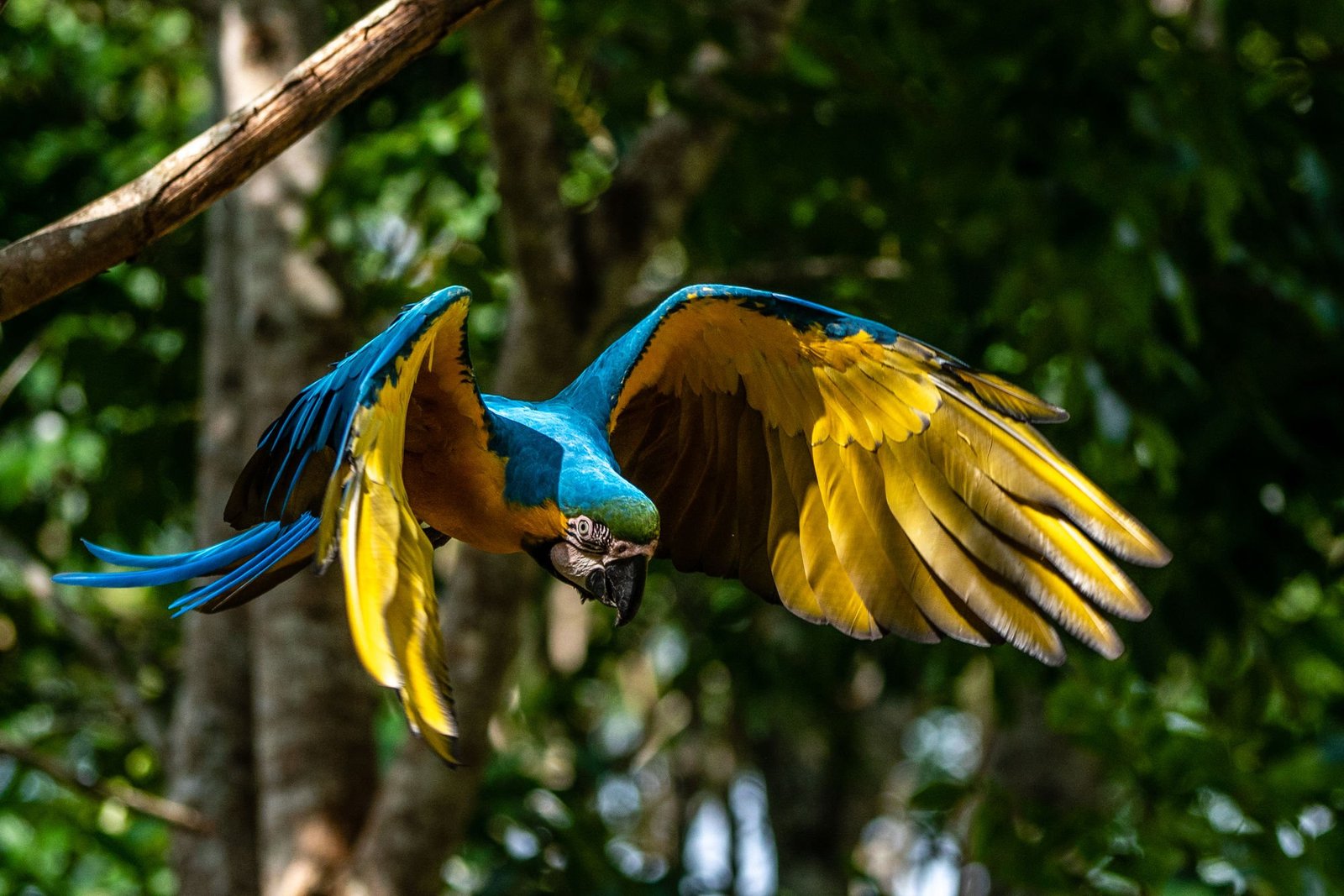 Paraba o Guacamayo in Bolivia