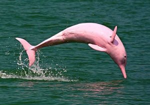 La ruta del bufeo, delfines rosados en Bolivia