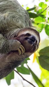 Route of the Sloth (perico) Bolivia