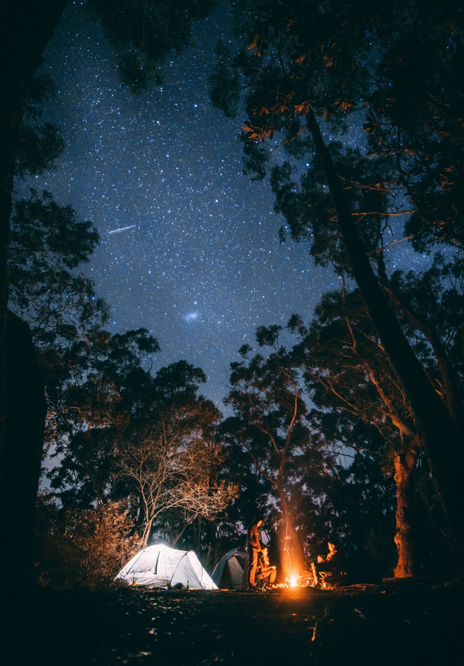A night walk in the Amazon rainforest