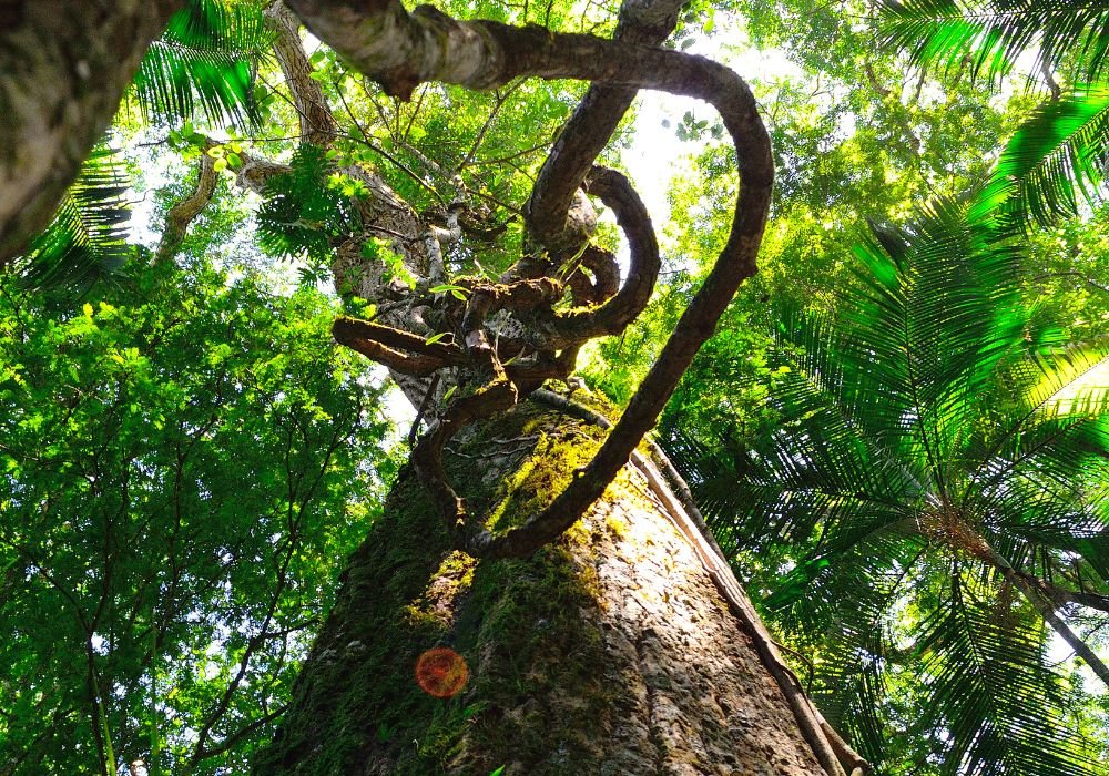 An emblem of the Amazon's wild heart