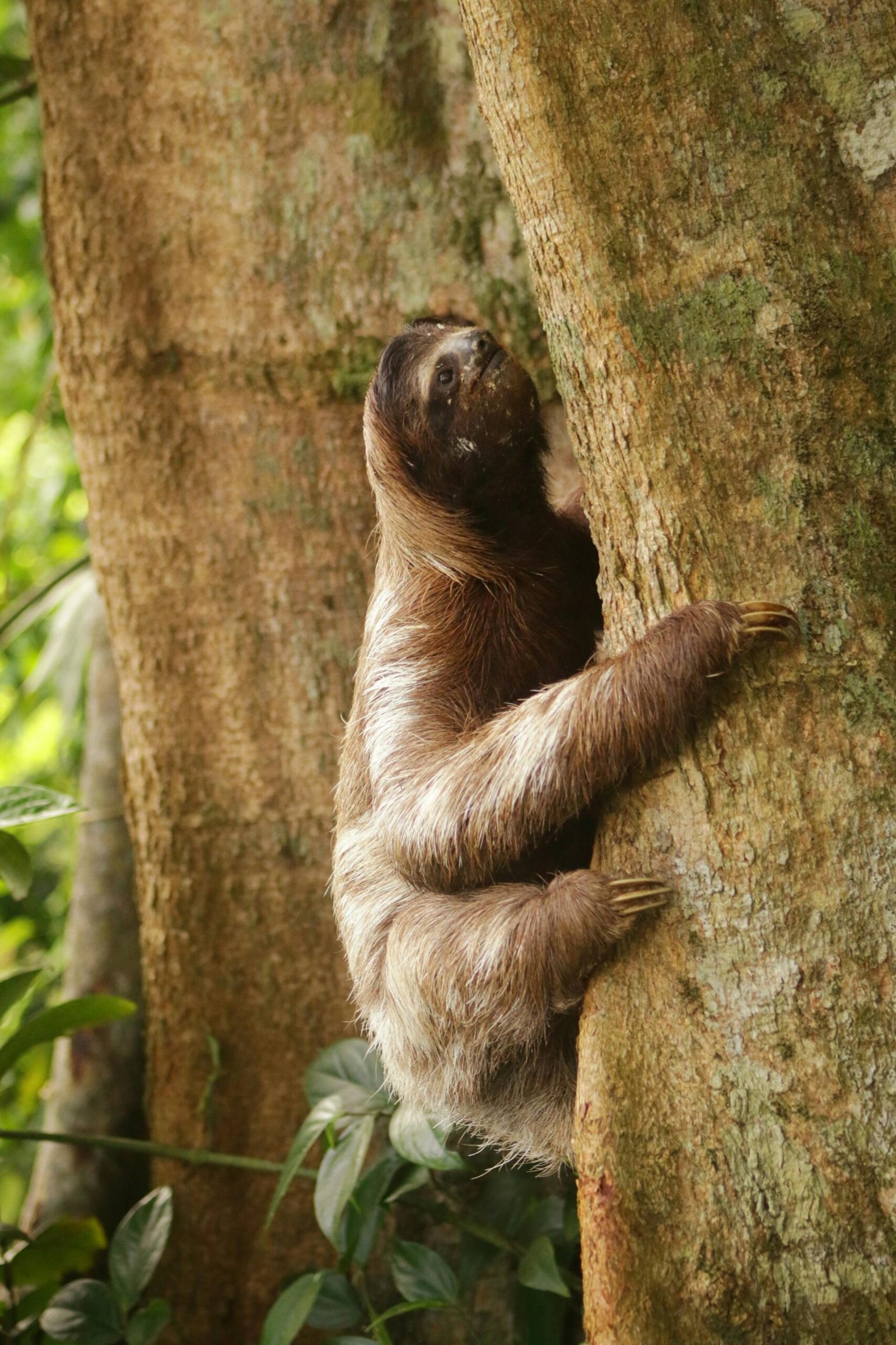 Aspiring travel blogger can photograph a sloth in Bolivia