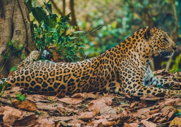 Jaguar route in Bolivia
