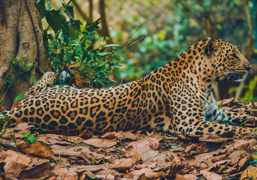 Jaguar route in Bolivia