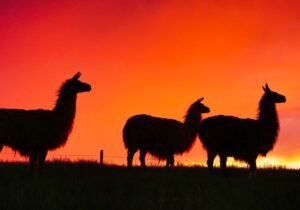 La ruta de la Llama en Bolivia