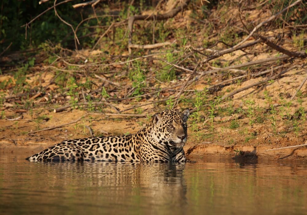 Preparing for the Jaguar Route: Tips and essentials