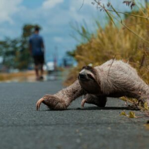 Sloth route Bolivia
