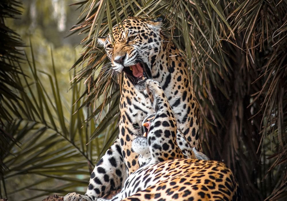 Traveling responsibly through the Jaguar's realm