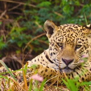 Wildlife photography on the Jaguar route