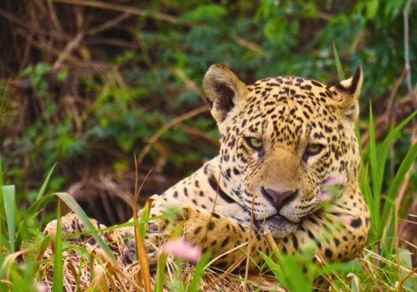 Wildlife photography on the Jaguar route